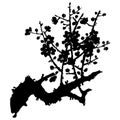 Hand drawn vector silhouette of plum mei, wild apricots and sakura. Royalty Free Stock Photo